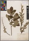 Foto von Salix aurita L. x Salix caprea L.